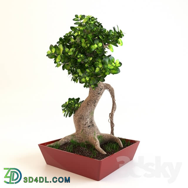 Plant - Bonsai Tree