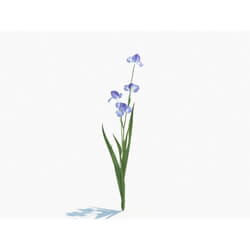 Maxtree-Plants Vol03 Iris tectorum 01 