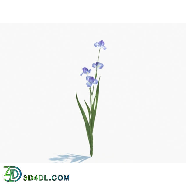 Maxtree-Plants Vol03 Iris tectorum 01