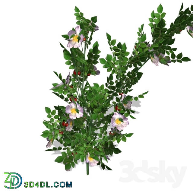 Plant - Dog Rose - DogRose - 00018