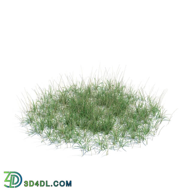 ArchModels Vol124 (135) simple grass large v3