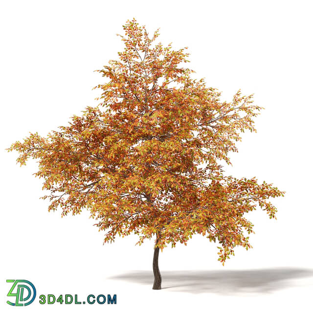 CGaxis Vol115 (38) common oak