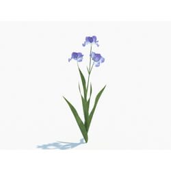 Maxtree-Plants Vol03 Iris tectorum 02 