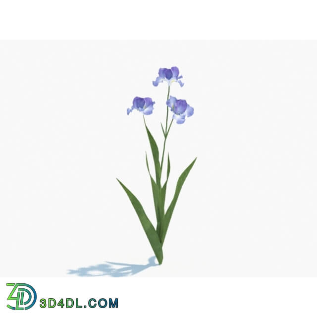 Maxtree-Plants Vol03 Iris tectorum 02