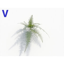 Maxtree-Plants Vol08 Microlepia Strigosa 06 