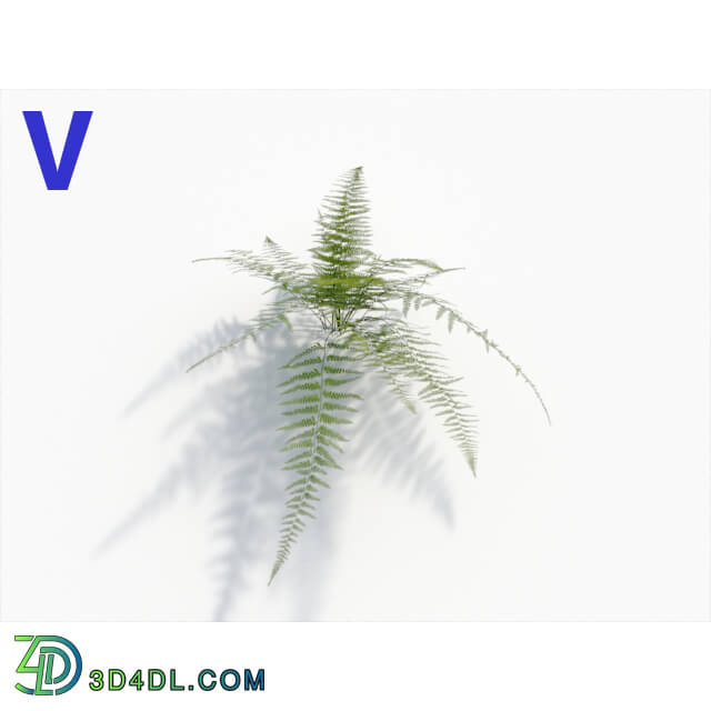 Maxtree-Plants Vol08 Microlepia Strigosa 06