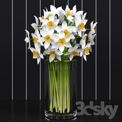 Plant - Daffodils _ Daffodils 