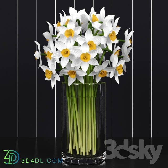 Plant - Daffodils _ Daffodils