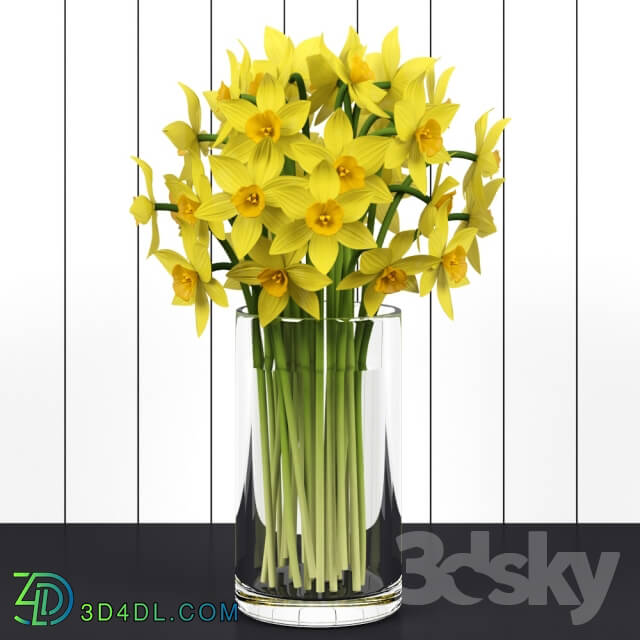 Plant - Daffodils _ Daffodils