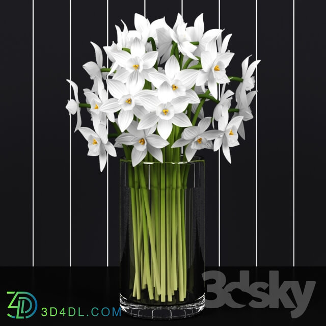 Plant - Daffodils _ Daffodils