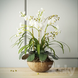 Plant - composition with orchids 