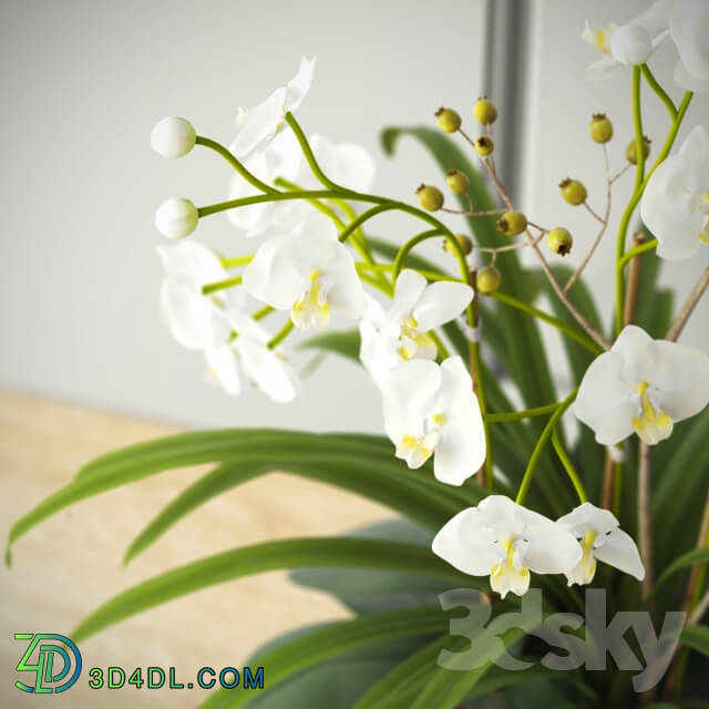 Plant - composition with orchids