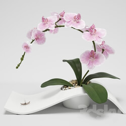 Plant - Orchid _phalaenopsis_ 