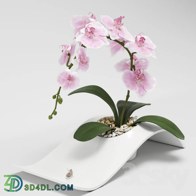 Plant - Orchid _phalaenopsis_