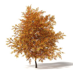 CGaxis Vol115 (39) common oak 