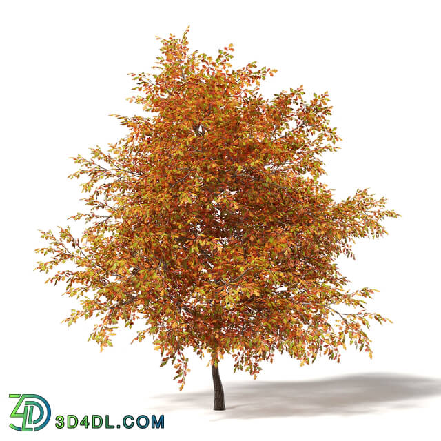CGaxis Vol115 (39) common oak