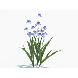 Maxtree-Plants Vol03 Iris tectorum 03 