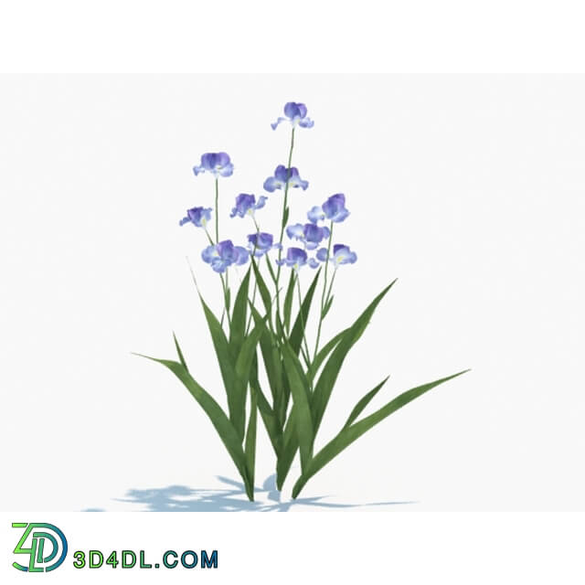 Maxtree-Plants Vol03 Iris tectorum 03