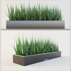 Plant - Flowerpot with grass 