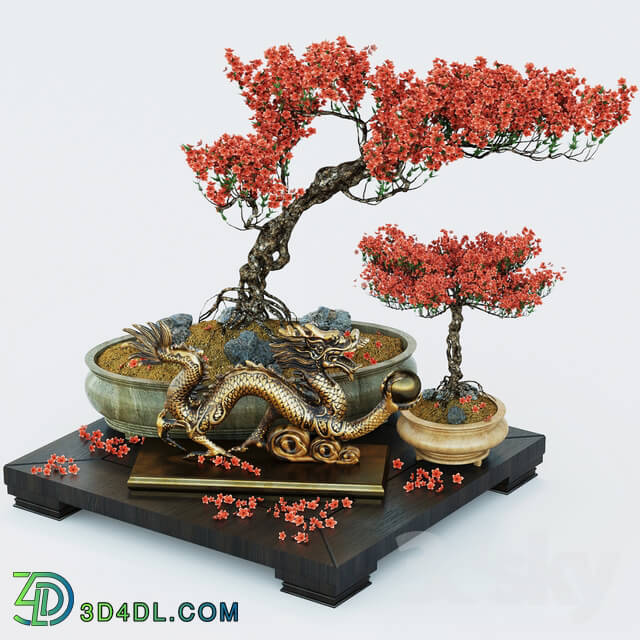 Plant - Semi bonsai