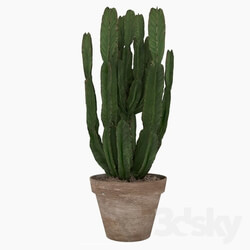 Plant - Euforbia Cactus_ euphorbia cactus 