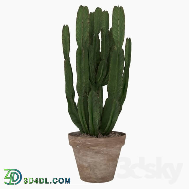 Plant - Euforbia Cactus_ euphorbia cactus