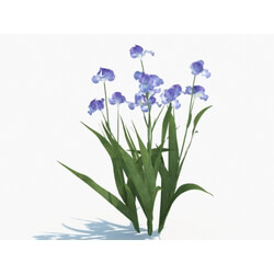 Maxtree-Plants Vol03 Iris tectorum 04 