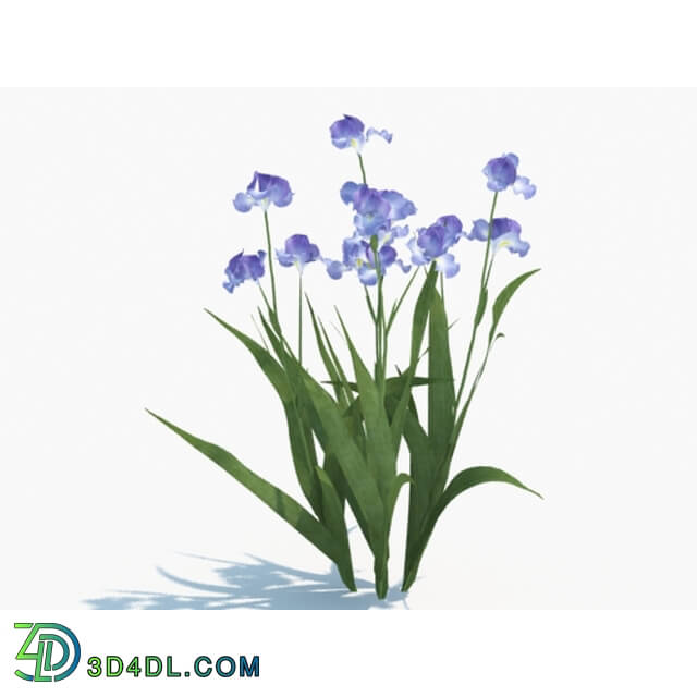 Maxtree-Plants Vol03 Iris tectorum 04