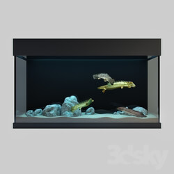 Other decorative objects - Predatory Fish And Aquarium 