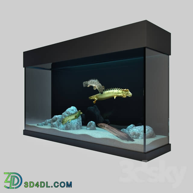 Other decorative objects - Predatory Fish And Aquarium