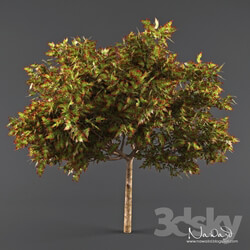 Plant - Wildfire Gum Tree 