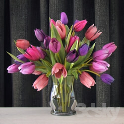Plant - Tulips 