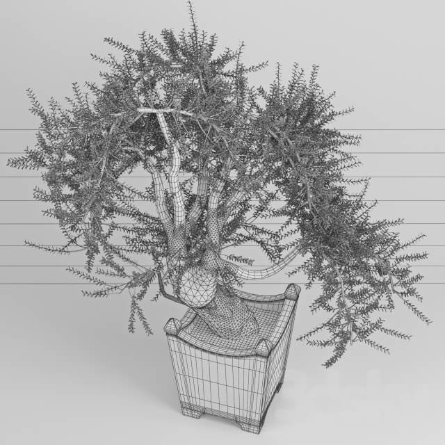 Plant - Olea europaea