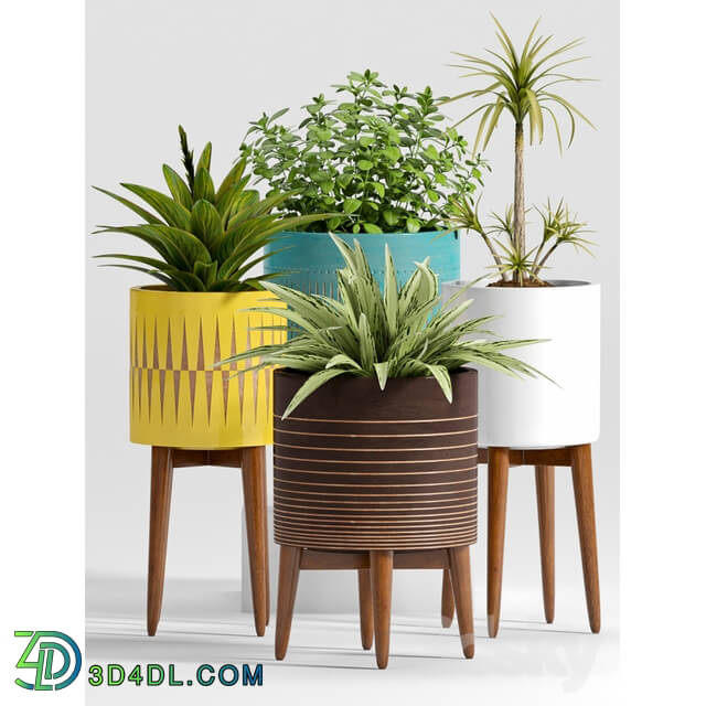 Plant - Plant Set -24