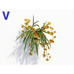 Maxtree-Plants Vol08 Orchid Cymbidium Orange 06 