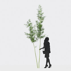 Maxtree-Plants Vol18 Alphonse karr bamboo 01 02 03 