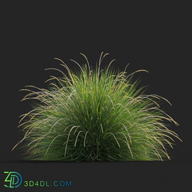 Maxtree-Plants Vol20 Festuca mairei 01 07