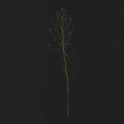 Maxtree-Plants Vol21 Conyza canadensis 01 01 