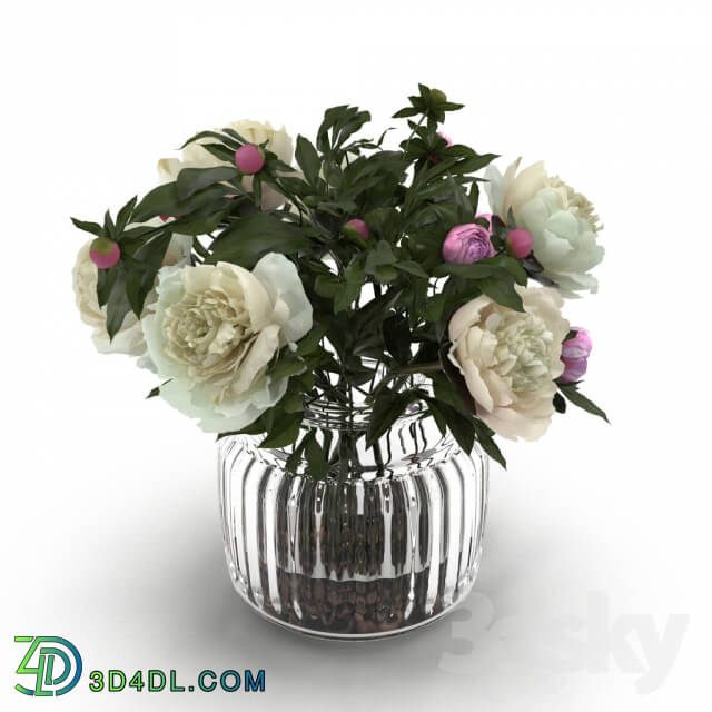 Plant - Cream Peonies in ribbed glass vase