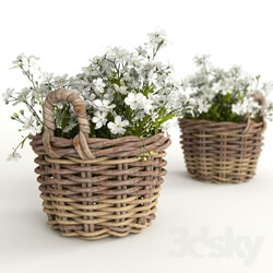 Plant - Flower baskets 