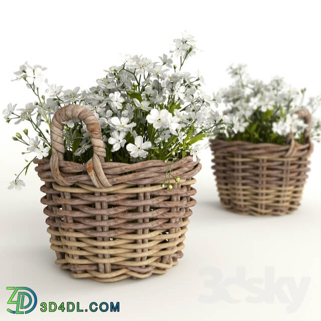 Plant - Flower baskets