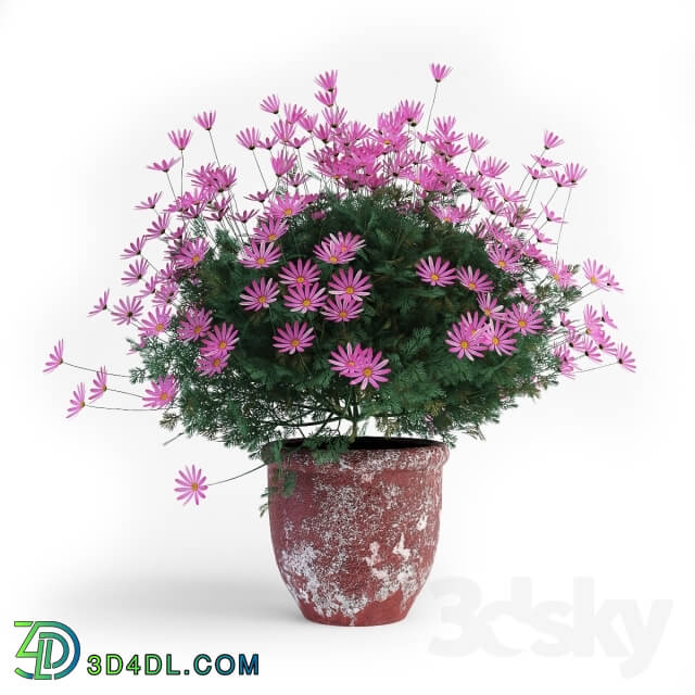 Plant - Daisies two
