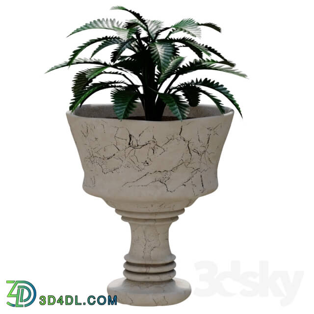 Plant - Pot