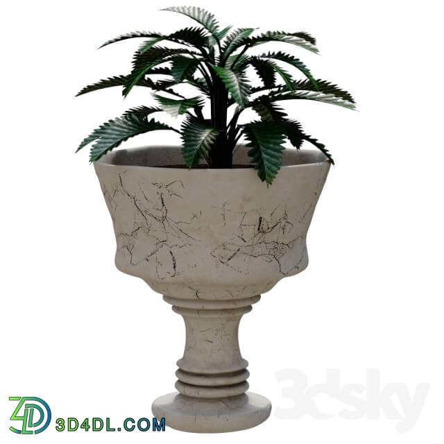 Plant - Pot
