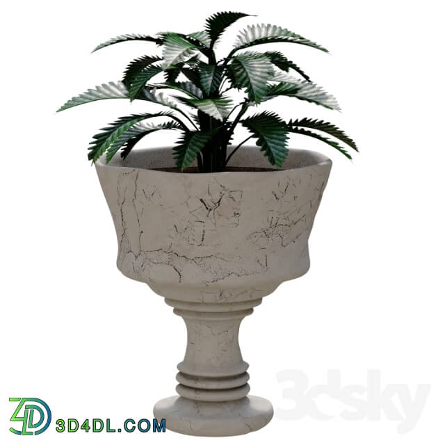 Plant - Pot