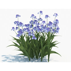 Maxtree-Plants Vol03 Iris tectorum 05 