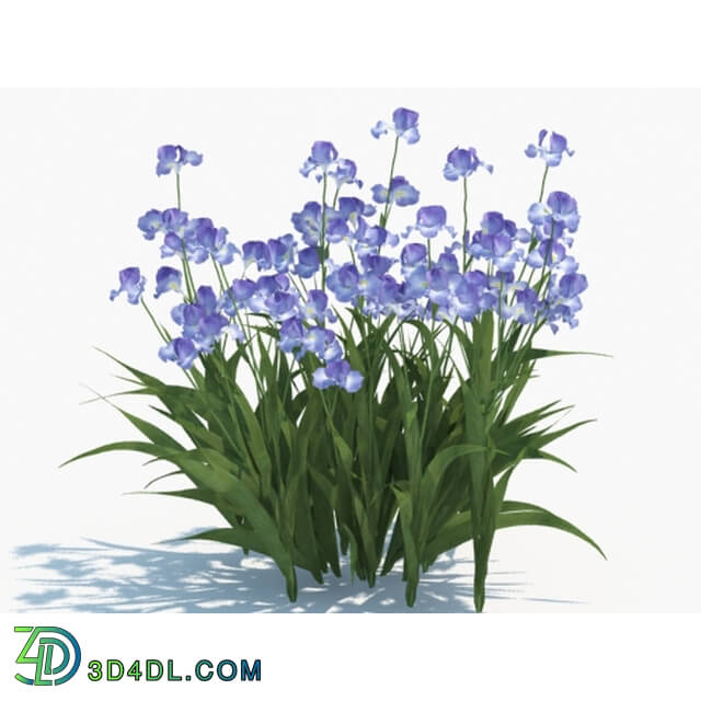 Maxtree-Plants Vol03 Iris tectorum 05