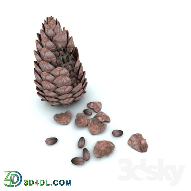 Miscellaneous Pine nuts cones
