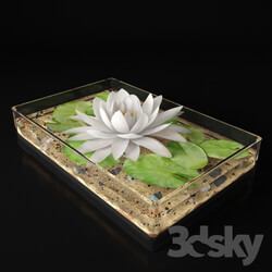Plant - Water lily 