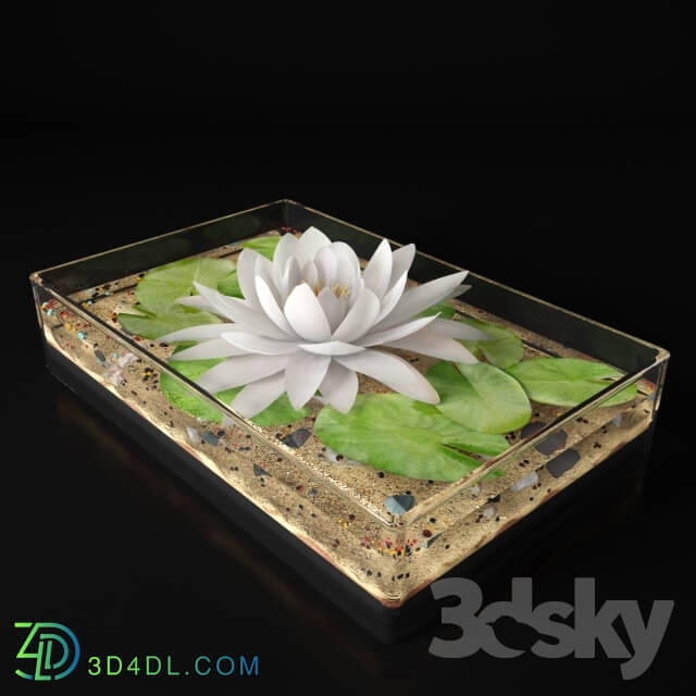 Plant - Water lily